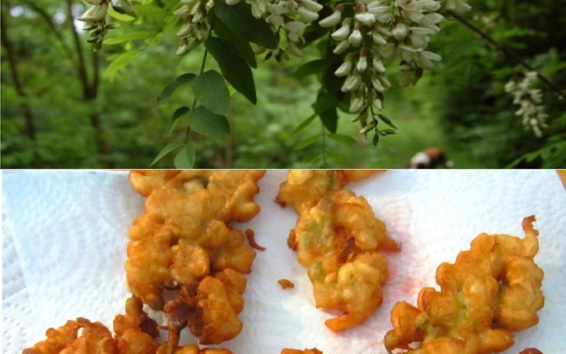 Recette beignets de fleurs d'acacias pas chère et rapide > cuisine ...