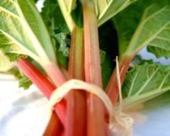 Recette salade de rhubarbe aux fruits rouges